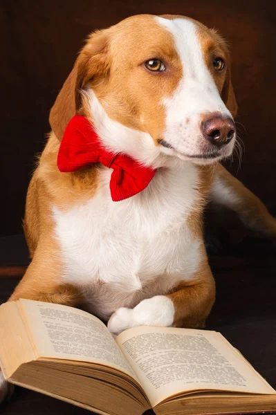 Bir entelektüel kılığında Sevimli karışık cins köpek