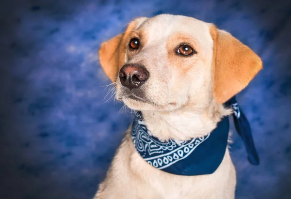 Roztomilý Béžový Smíšený Plemenný Pes Proti Modrému Pozadí — Stock fotografie