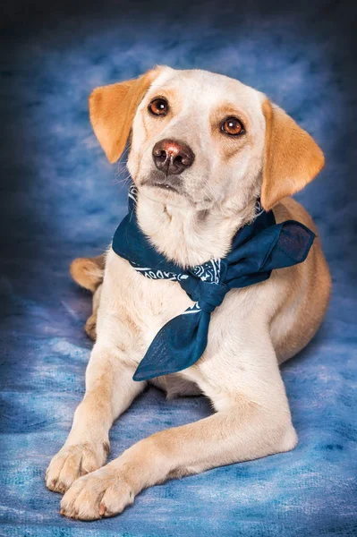 Lindo Perro Raza Mixta Beige Posando Sobre Fondo Azul —  Fotos de Stock