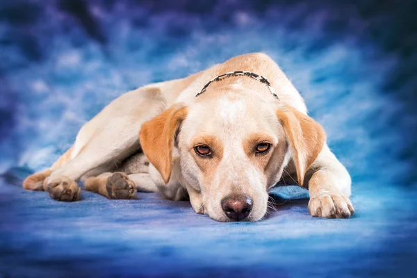 Roztomilý Béžový Smíšený Plemenný Pes Proti Modrému Pozadí — Stock fotografie