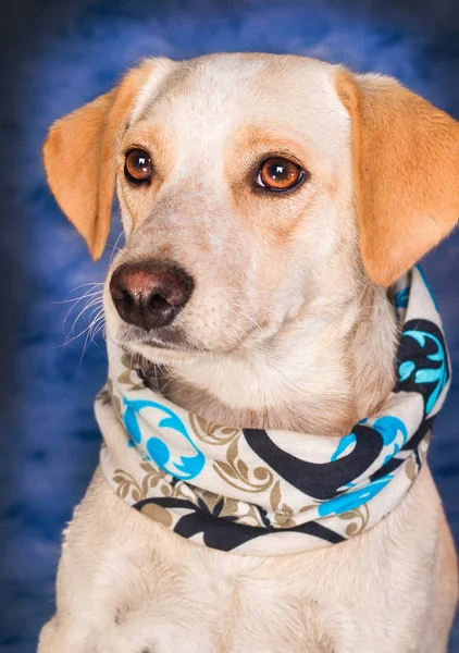 Bonito Bege Misto Raça Cão Posando Contra Azul Fundo — Fotografia de Stock