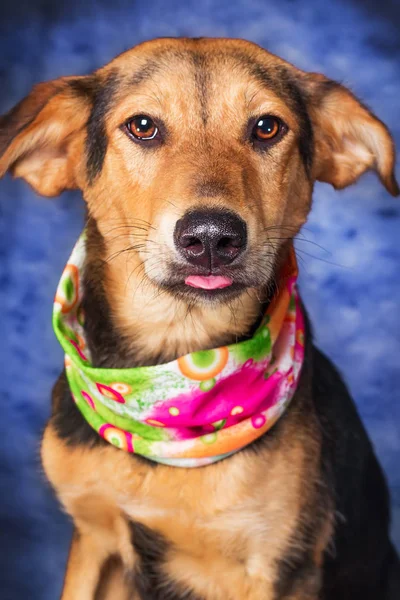 Очаровательная Молодая Собака Смешанной Породы Делает Смешные Лица Синем Фоне — стоковое фото