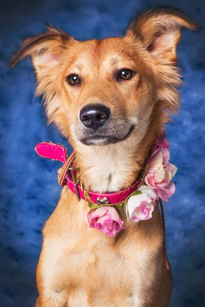 Adorable Young Mixed Breed Dog Making Funny Faces Blue Background — Stock Photo, Image