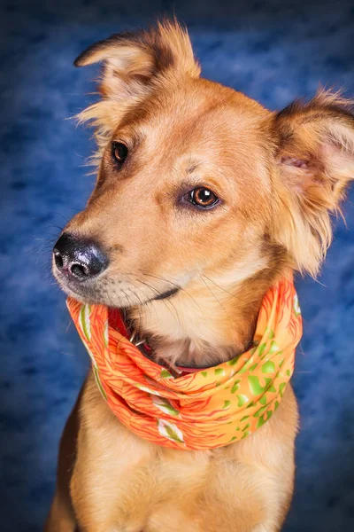 Entzückender Junger Mischlingshund Der Vor Blauem Hintergrund Lustige Gesichter Macht — Stockfoto