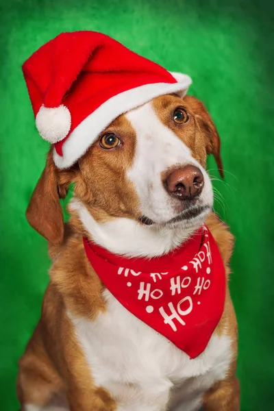 Niedlicher Mischlingshund Mit Urlaubsaccessoires Vor Grünem Hintergrund — Stockfoto