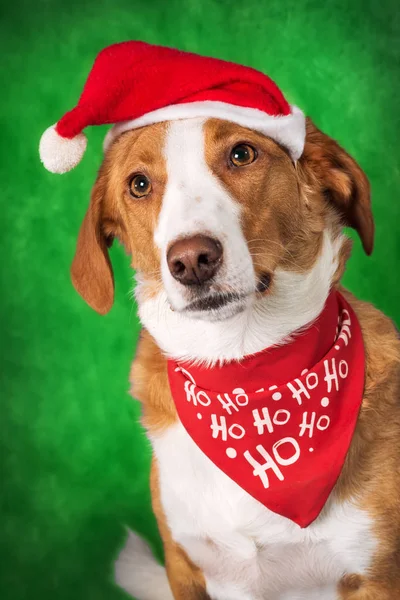 Söt Blandras Hund Bär Semester Tillbehör Mot Grön Bakgrund — Stockfoto