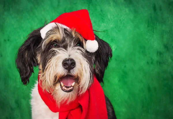 Leuke Gemengde Ras Hond Dragen Vakantie Accessoires Tegen Groene Achtergrond — Stockfoto