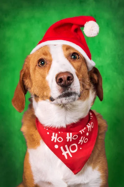 緑の背景に休日の付属品を身に着けているかわいい混合品種の犬 — ストック写真
