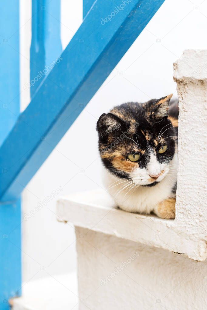 A cat resting on the steps in the old town of Naxos, Greece