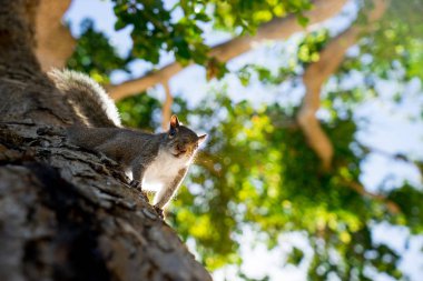 Kameraya bakarak parkta ağaçta sincap