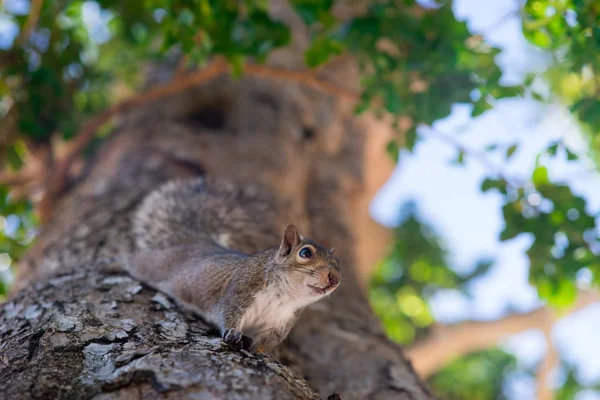 Ardilla en el árbol en el parque cerca de la cámara —  Fotos de Stock