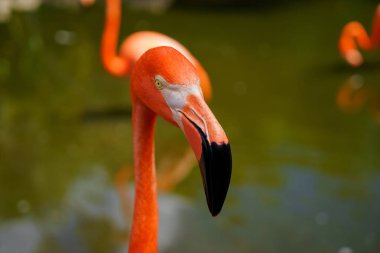 arka plan bulanık karşı pembe flamingolar.