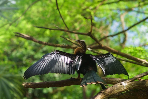 Cormorán Neotrópico Secando Sus Alas Sobre Fondo Verde — Foto de Stock