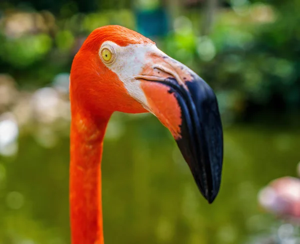 Plameňáků Rozostřeného Pozadí — Stock fotografie