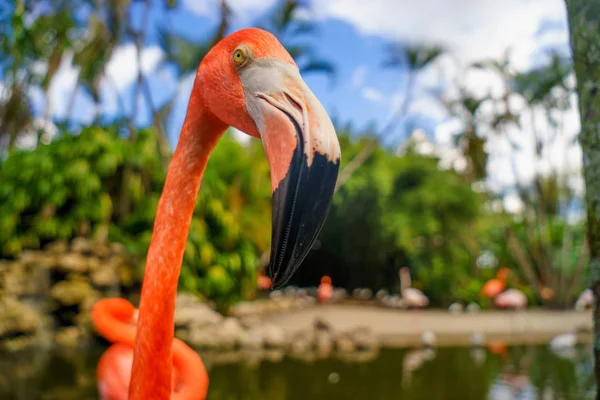 Flamingos Rosa Contra Fundo Desfocado — Fotografia de Stock