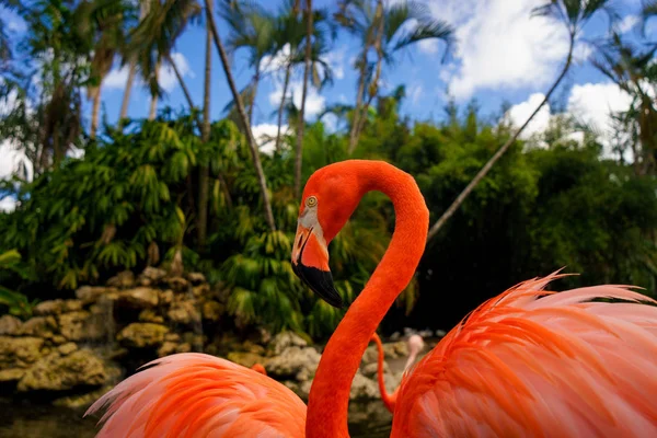 Flamants Roses Sur Fond Flou — Photo