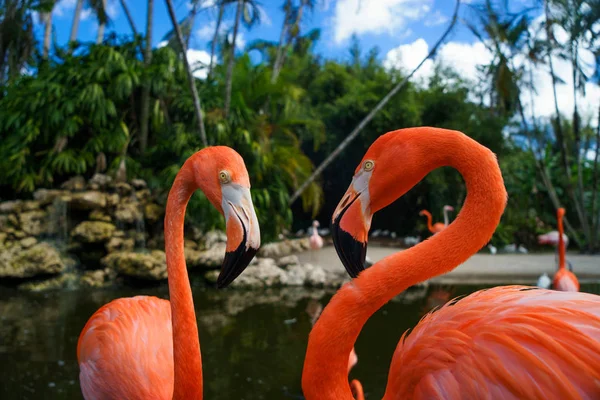 Dois Flamingos Cor Rosa Caminhando Água — Fotografia de Stock