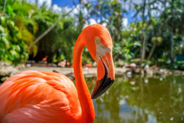 Rózsaszín Flamingók Homályos Háttérrel — Stock Fotó