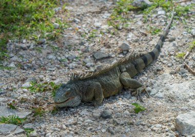 Kalın kaya ve yeşil çim poz bir iguana şaşırtıcı göz.