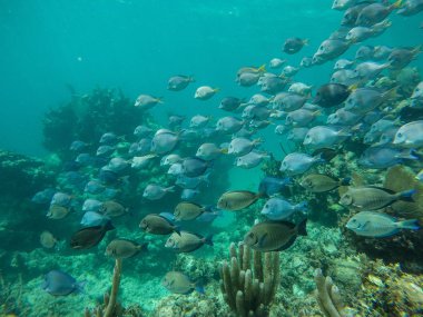 Çok sayıda küçük balıklar ve mercan sualtı manzara. Meksika