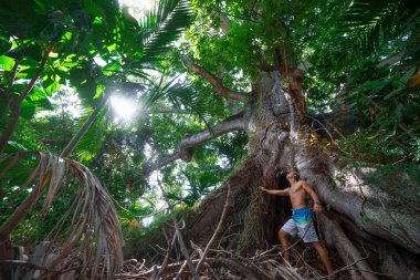 Kaslı adam ayakta seyir, Nassau içinde dev büyük ağaç. Bahamalar