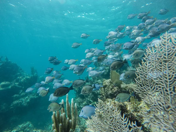 Paisaje Submarino Con Muchos Peces Pequeños Coral México — Foto de Stock