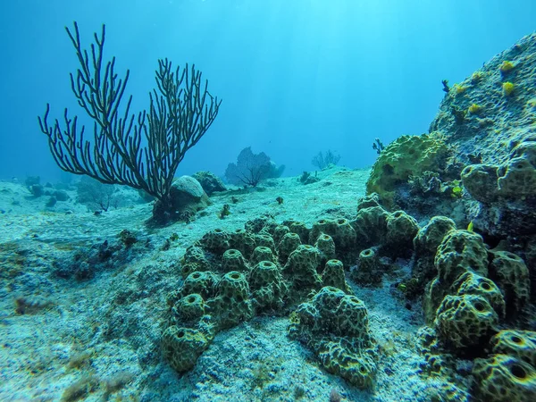 Birçok küçük mercan ve sualtı tesisi ile sualtı manzara