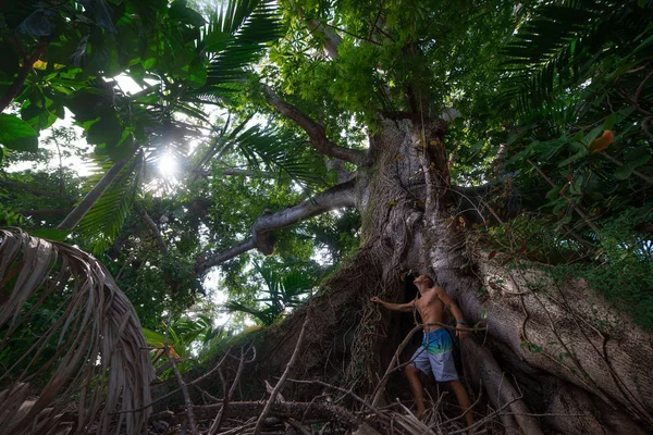 Kaslı Adam Ayakta Seyir Nassau Içinde Dev Büyük Ağaç Bahamalar — Stok fotoğraf