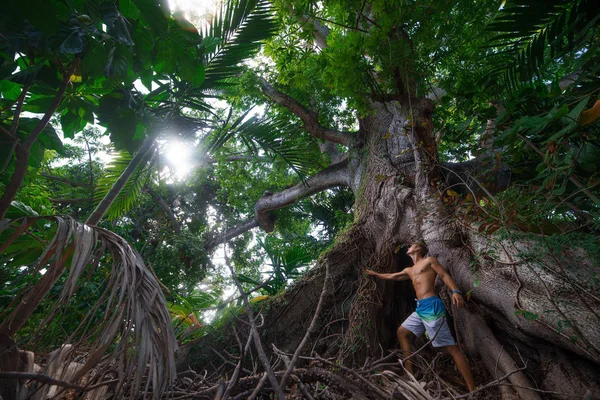 Kaslı Adam Ayakta Seyir Nassau Içinde Dev Büyük Ağaç Bahamalar — Stok fotoğraf