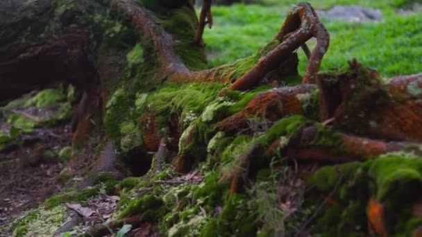 Starý padlý strom mechem, listy, kořeny a tajemný lesk s zpěv ptáků — Stock video