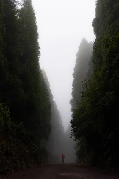 man walking through the path in a dreamy forest with lot of fog