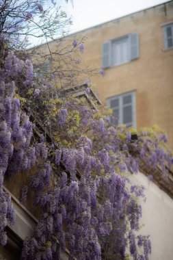 beyaz pencereler ile evin etrafında parlak mor çiçekler çalı