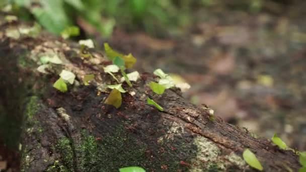 Červený mravenec v přírodě v pomalém pohybu — Stock video