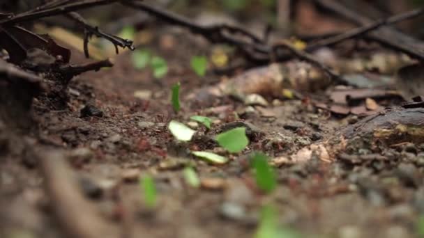 Red ant teamwork in de natuur in slow motion — Stockvideo