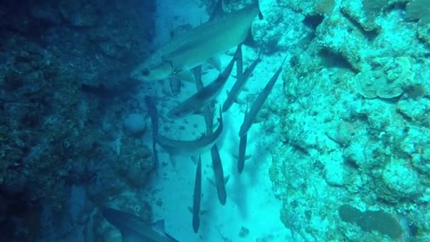 Szkoła ogromnej karaibskiej ryby Tarpon na dnie morza w zwolnionym tempie — Wideo stockowe