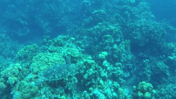 Meeresschildkröte schwimmt in Zeitlupe an tropischen Korallen entlang — Stockvideo