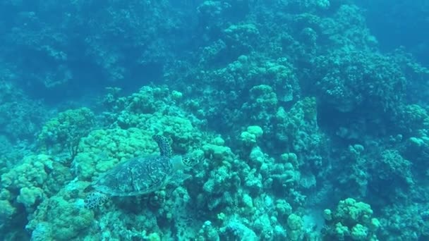 Tortuga marina nadando a lo largo de un coral tropical en cámara lenta — Vídeo de stock