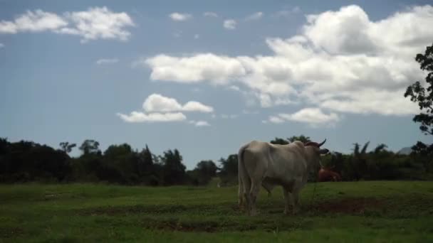 Белая корова, пасущаяся на лугу в горах в летний солнечный день — стоковое видео