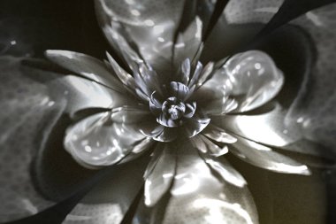 soyut fraktal çiçek arka plan