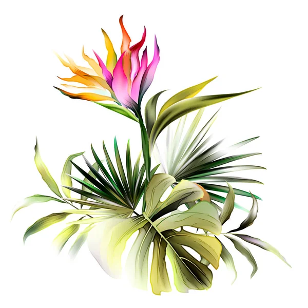 Strelitzia Reginae Fleur Sur Blanc — Image vectorielle