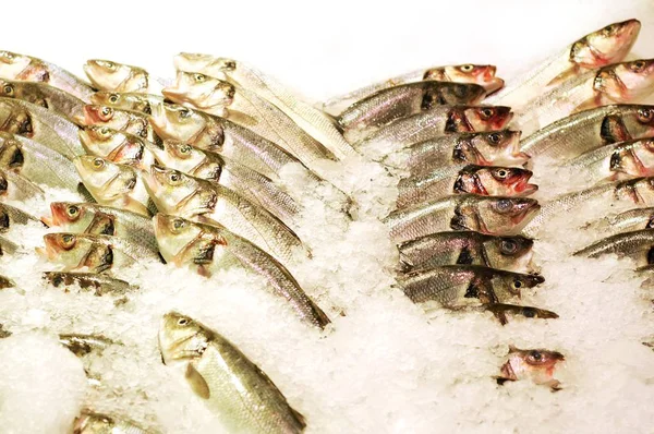 Pesce di mare fresco — Foto Stock