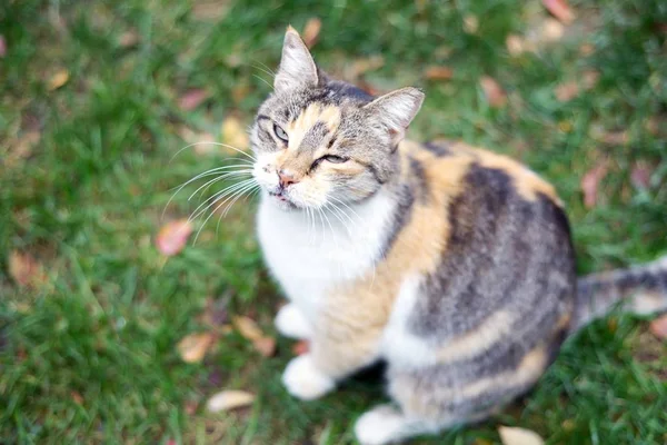 Evsiz yaşlı kedi — Stok fotoğraf