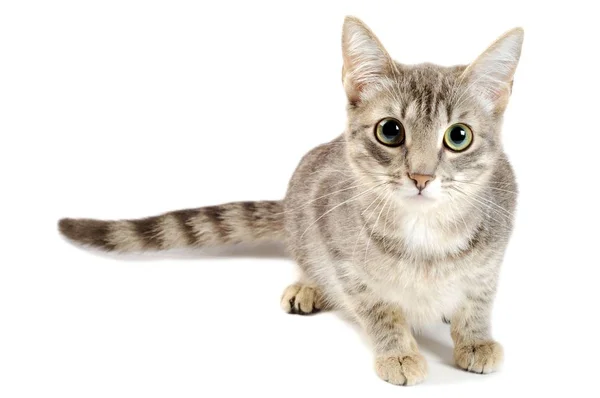 작은 회색 고양이 로열티 프리 스톡 사진
