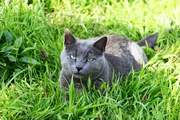 Britische Kurzhaarkatze lizenzfreie Stockbilder