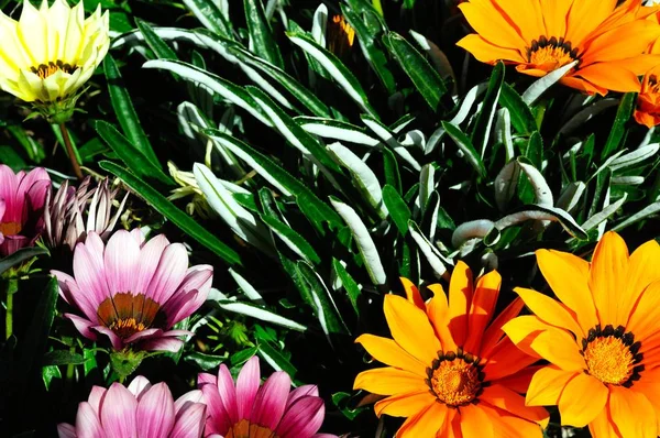 Bąbelek skarb kwiat — Zdjęcie stockowe