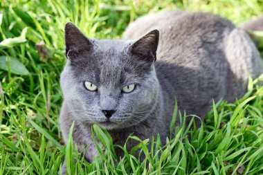 İngiliz kısa hava kedisi