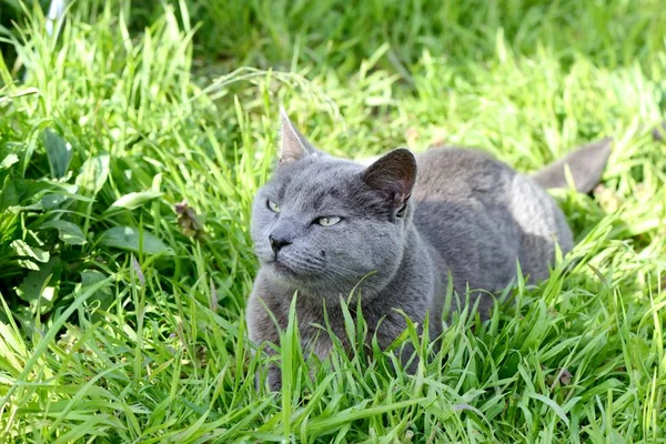 İngiliz Gri kedi — Stok fotoğraf