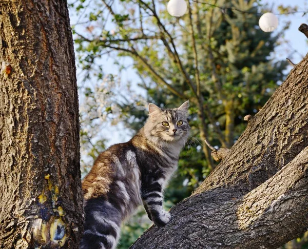 Gri güzel kedi — Stok fotoğraf