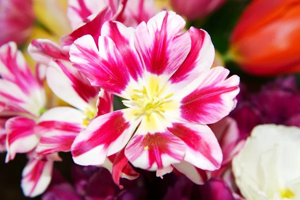 Piękne kolorowe tulipany — Zdjęcie stockowe