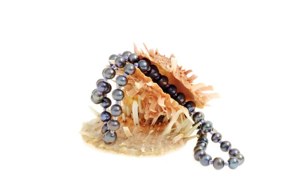 Conchas de mar con collar de perlas, sobre fondo blanco —  Fotos de Stock